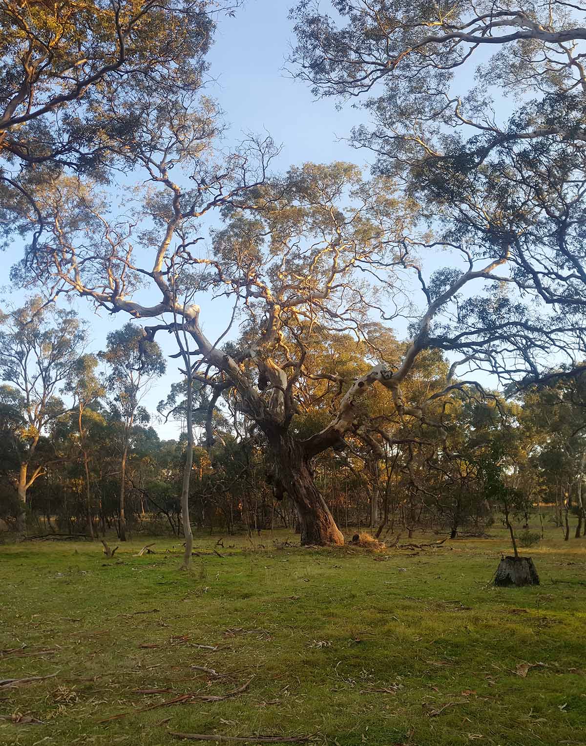 FLEET operates on the lands of the the Wurundjeri people of the Kulin nation